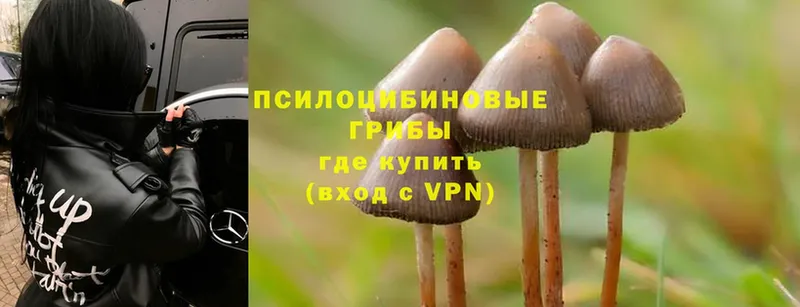 Галлюциногенные грибы Psilocybe  Калуга 